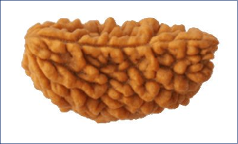 1 Mukhi